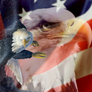 David Textiles Heritage Eagle 36" Panel